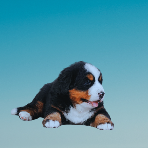 Unleashing the Beauty and Charm of Burmese Mountain Dog Puppies: A Comprehensive Guide