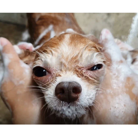 How Often Should I Shampoo My Dog 